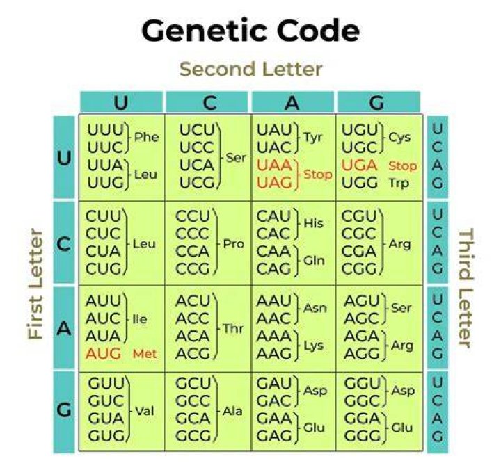 Who discovered triplet codon