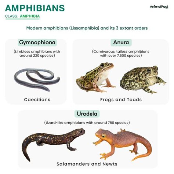 Why amphibians are declining