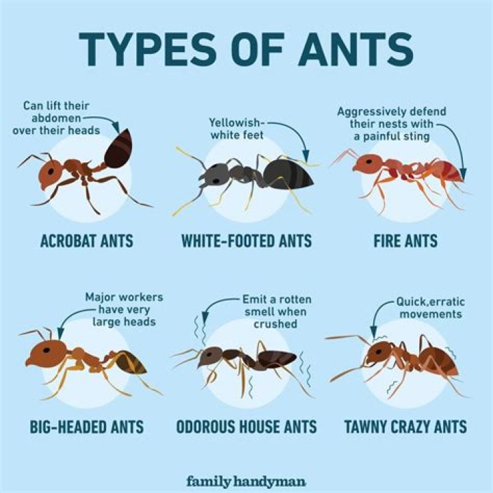Why are ants avoiding traps