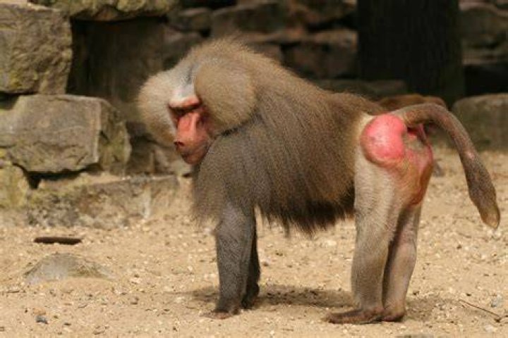 Why are baboon buttocks blue