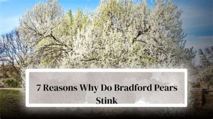 Why are Bradford pears hated