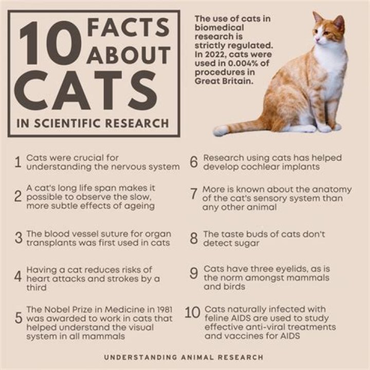 Why are cats such great pets