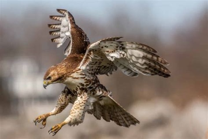 Why are hawks called Raptors