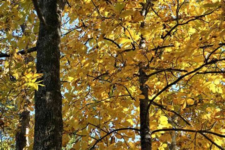 Why are hickory trees dying
