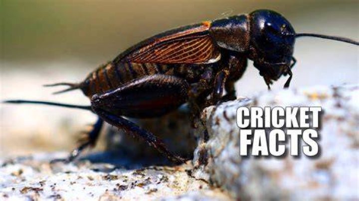 Why are my crickets fighting