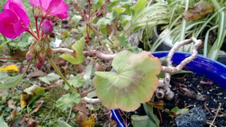 Why are my geraniums rotting
