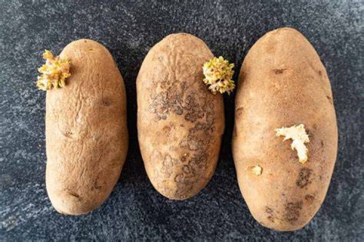 Why are my potatoes deformed