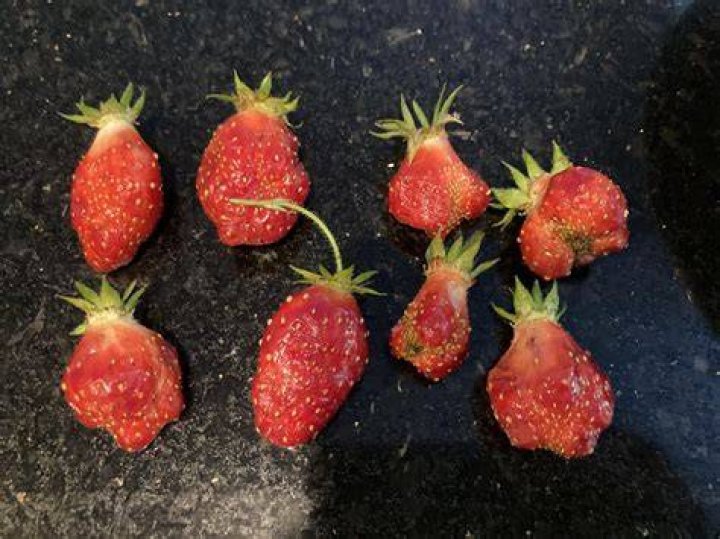 Why are my strawberries tiny