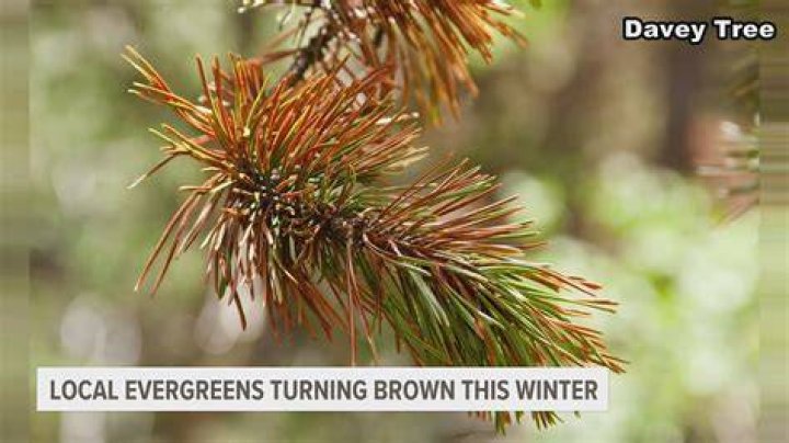 Why are pine trees Evergreen