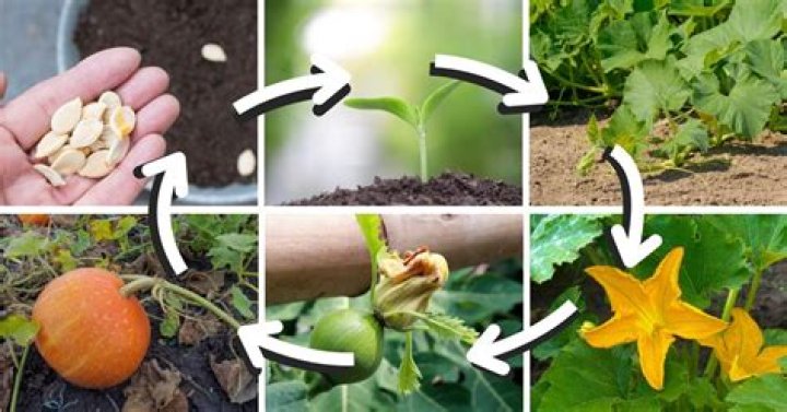 Why are pumpkins not growing