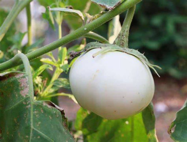 Why are some eggplants white