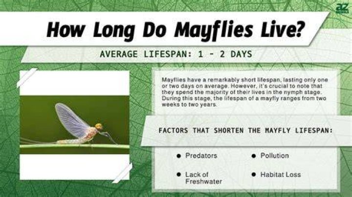 Why are there mayflies everywhere