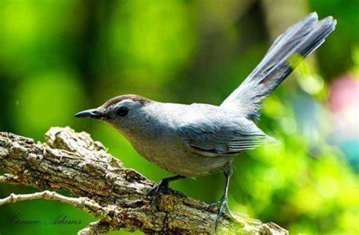 Why are they called catbirds