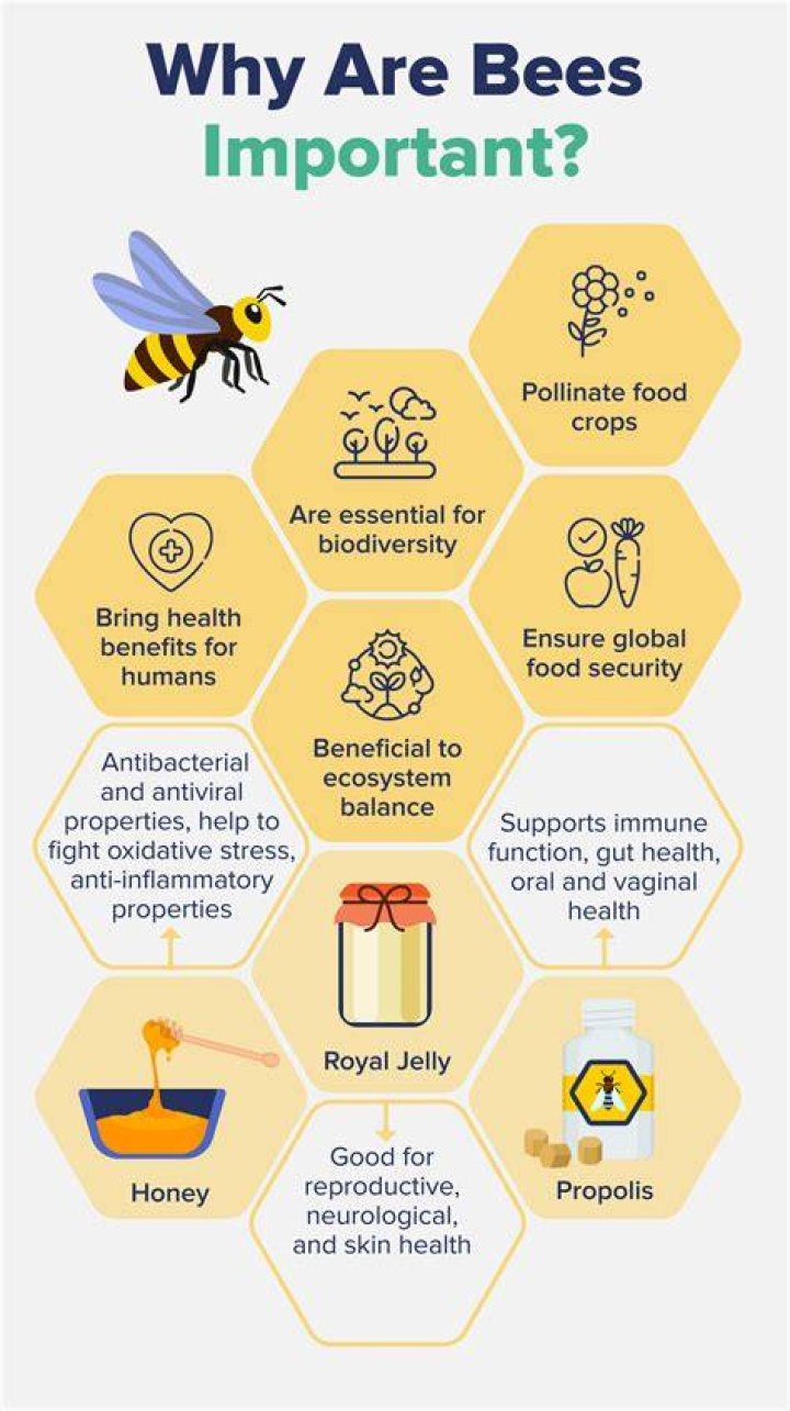 Why bees are important facts