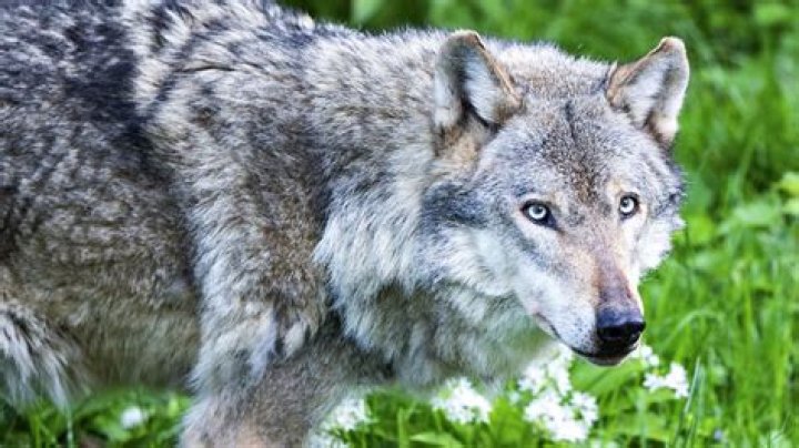 Why did the wolves disappear
