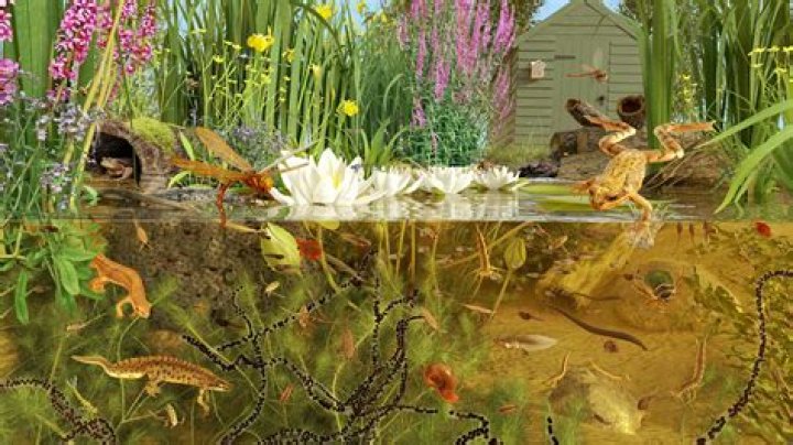 Why do animals live in ponds