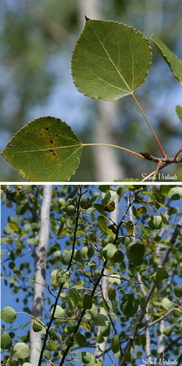 Why do aspen leaves flutter
