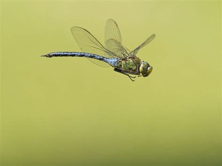 Why do bugs fly near your ear