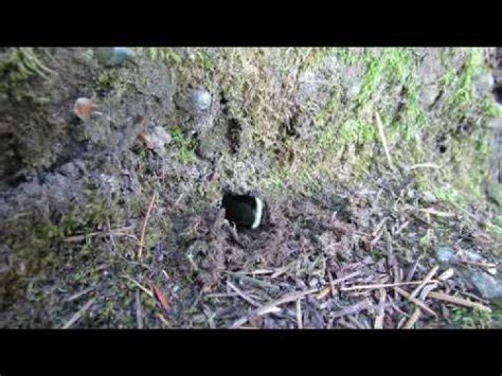 Why do bumble bees dig holes