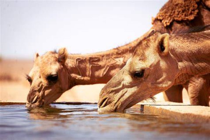 Why do camels not need water