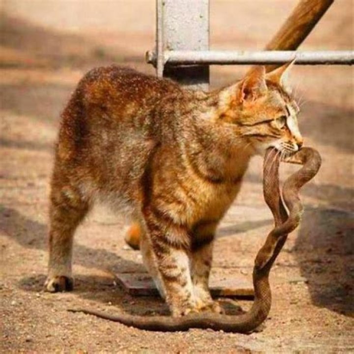 Why do cats look like snakes