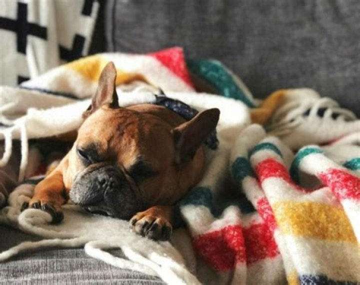 Why do dogs ball up blankets
