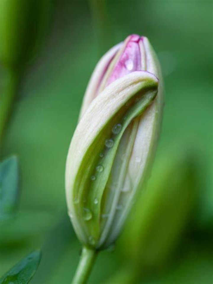 Why do flower buds not open