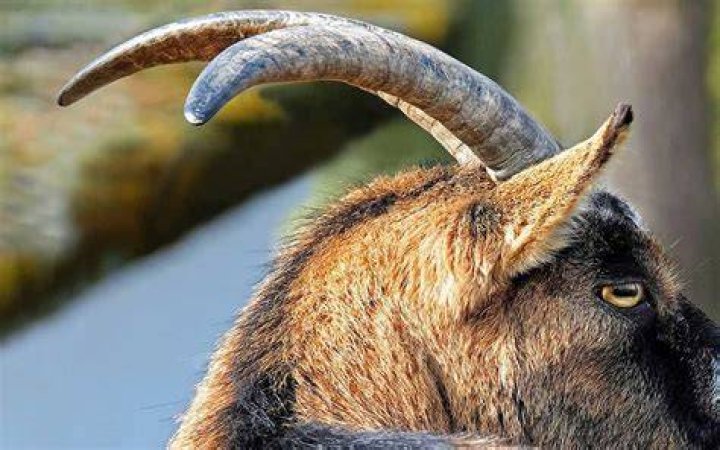 Why do goats rub their horns