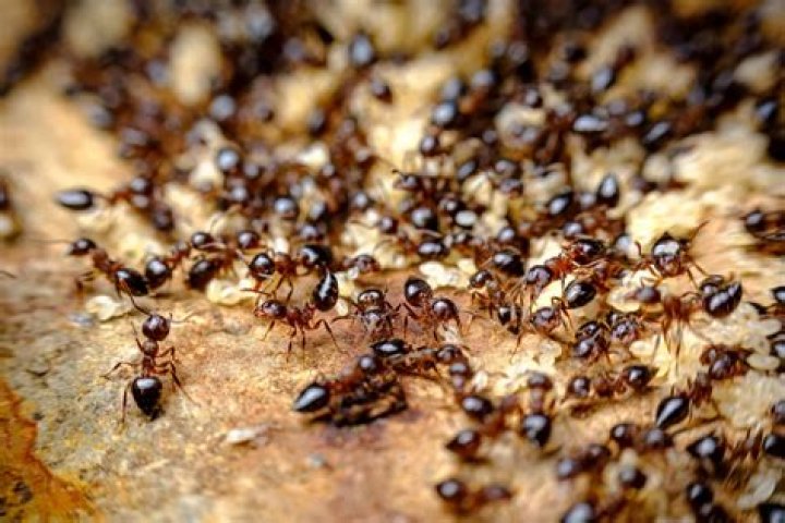 Why do I get ants every year