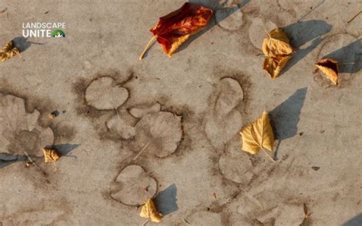 Why do leaves stain concrete