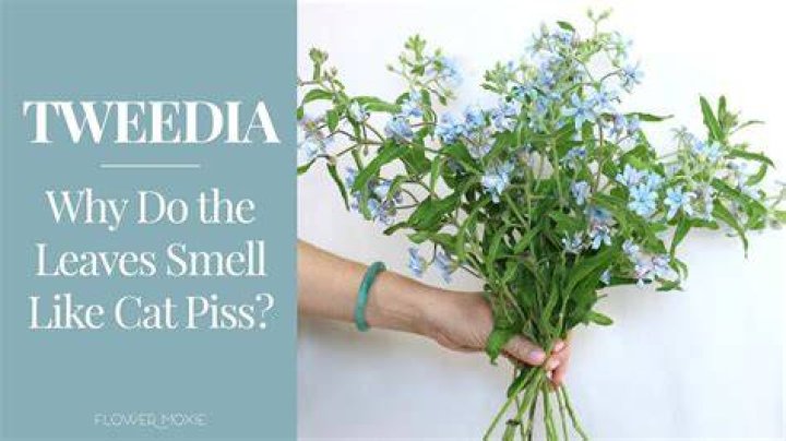 Why do lilies smell like pee