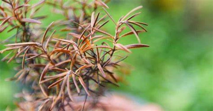 Why do Podocarpus turn brown