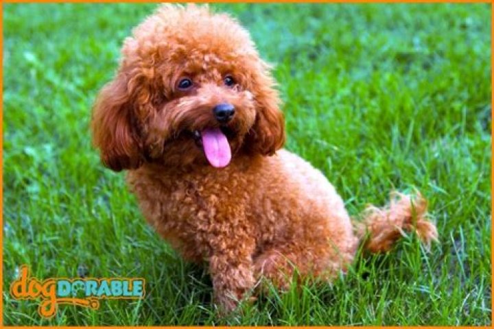 Why do poodles growl so much
