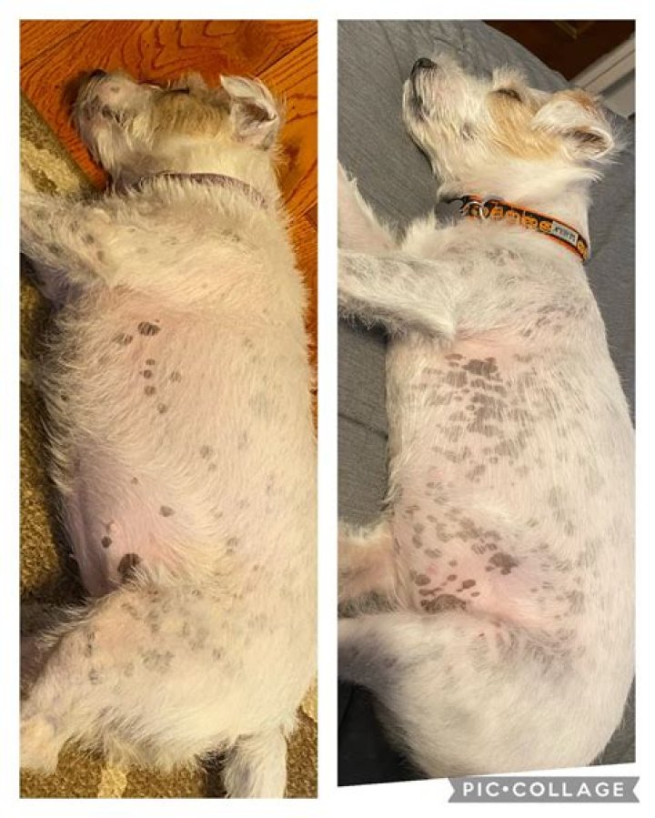 Why do que dogs get branded