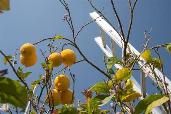 Why do small lemons fall off
