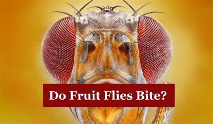 Why do some house flies bite