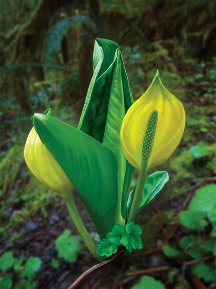 Why do some plants smell bad