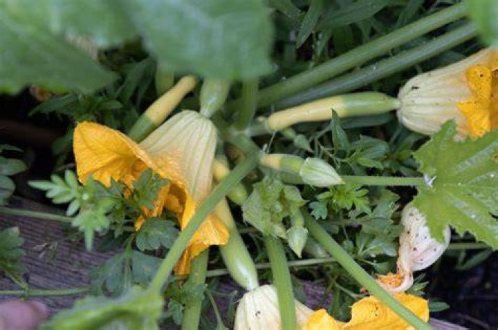 Why do squash blossoms close