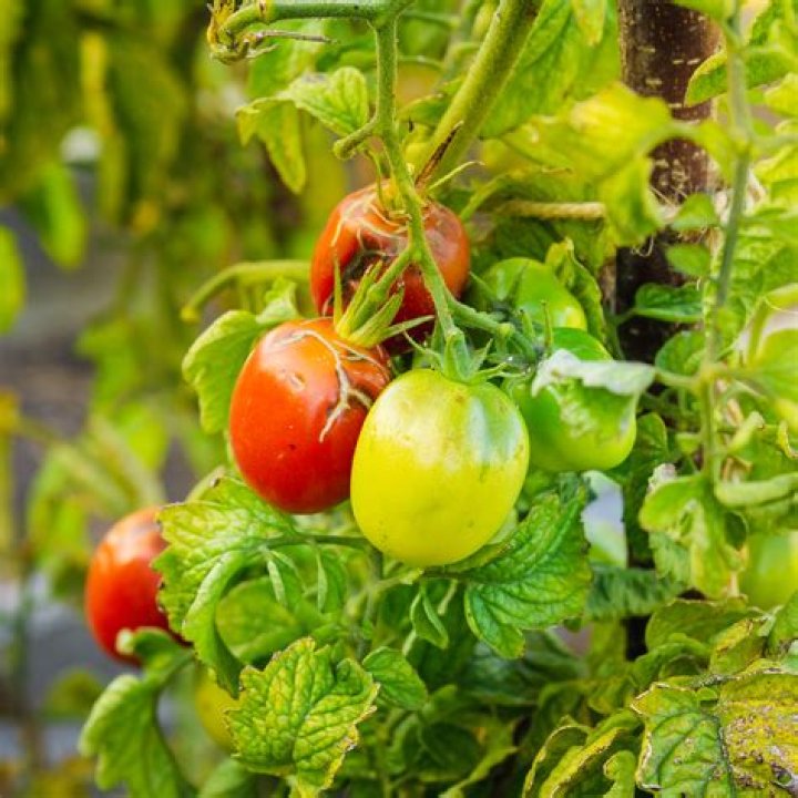 Why do tomatoes make me sick