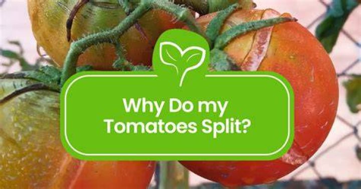 Why do tomatoes split on top