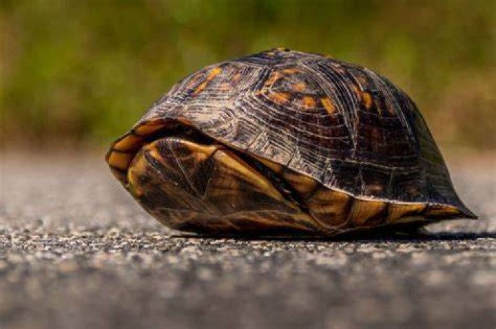 Why do tortoises have shells