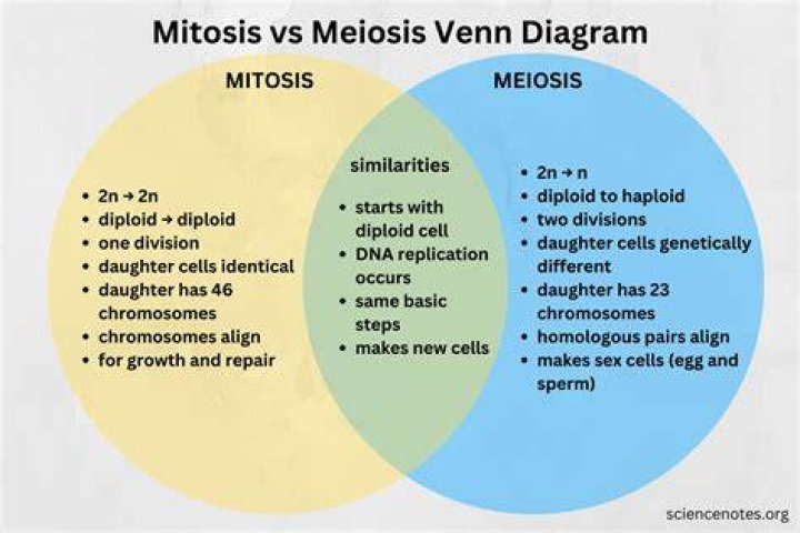 Why do we use HCL in mitosis