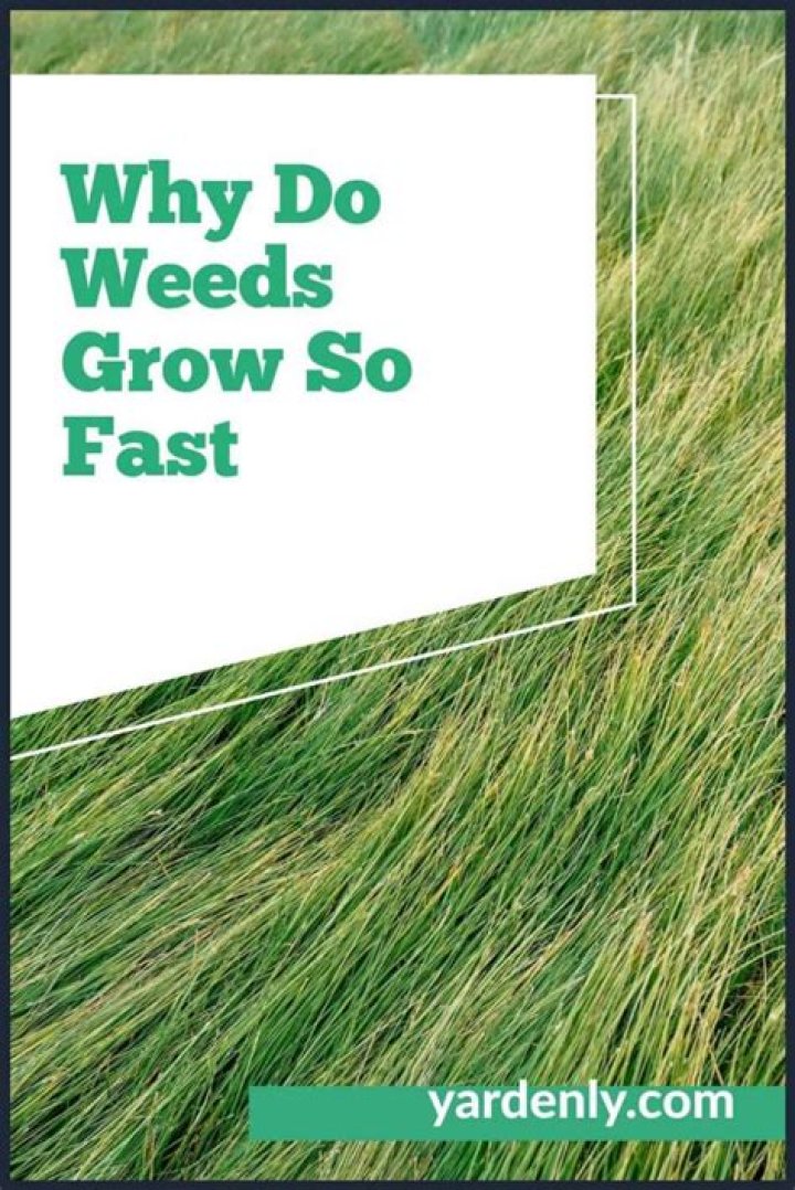 Why do weeds grow so quickly
