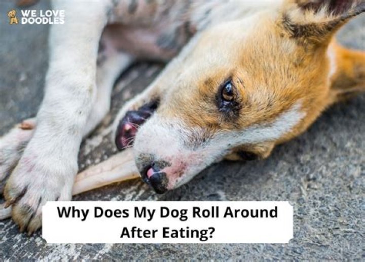 Why does a dog roll in dirt