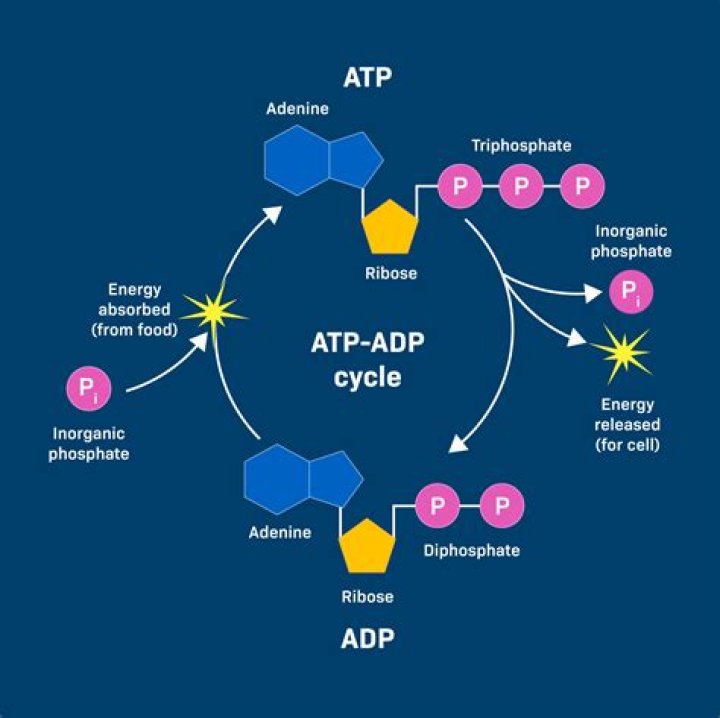 Why does ATP activate ATCase