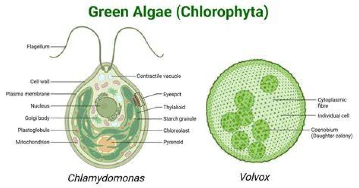 Why does chlorella taste bad