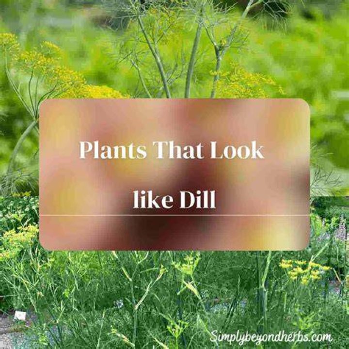 Why does my dill look burnt
