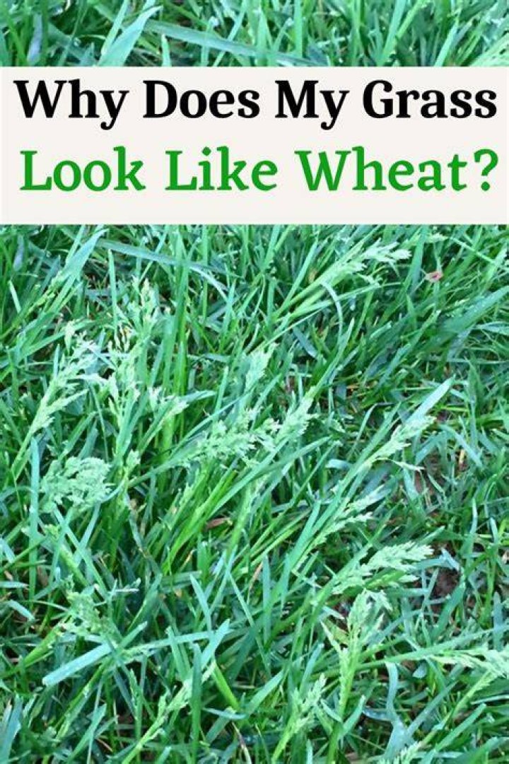 Why does my grass have weeds