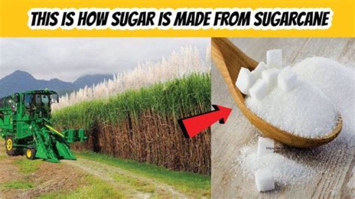 Why does sugar cane turn red