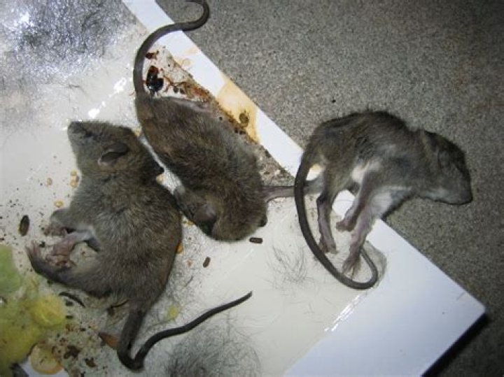 Why glue traps are inhumane